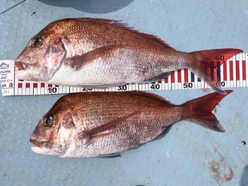 卯月その弐　桜鯛